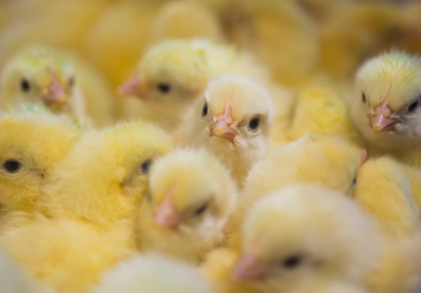 Keith Smith Company | Aileron Keith Smith Company | Aileron